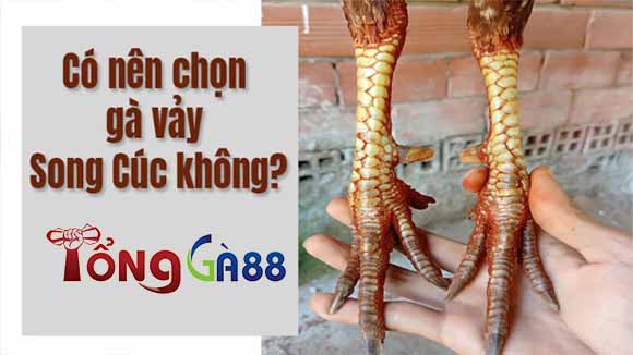 Có nên chọn lựa những chú gà có vảy song cúc hay không?