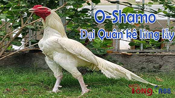 Dòng gà O-Shamo – Đại Quân Kê