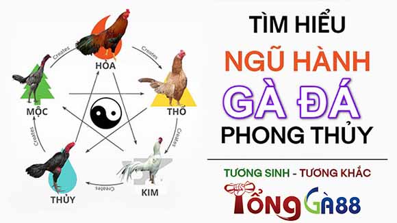 Màu mạng gà đá phong thủy