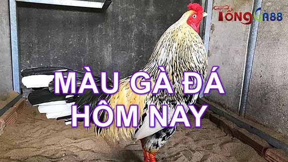 Màu mạng gà hôm nay