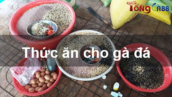 Thức ăn gà đá là gì?