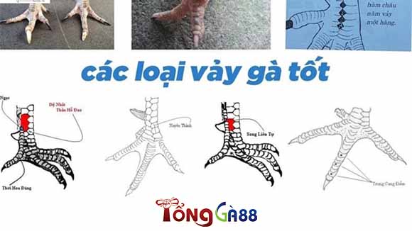 Tổng hợp những vảy gà quý hiếm trên thị trường