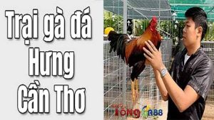 Đôi nét về trại gà Hưng Cần Thơ