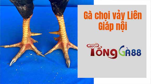 Vảy gà liên giáp nội thường có ở các chiến kê có vảy nằm ở vị trí phía sau cựa