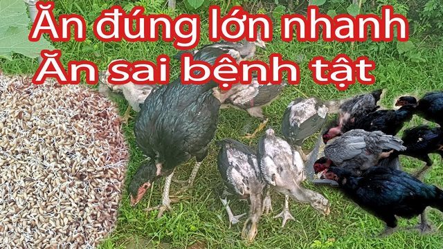 Một số lưu ý quan trọng bạn cần biết khi cho gà chọi ăn thóc ngâm